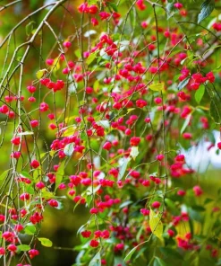 25 European Spindle Tree Seeds - Euonymus Europaeus Pink Orange Shrub Seeds - Image 10