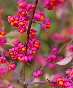 25 European Spindle Tree Seeds - Euonymus Europaeus Pink Orange Shrub Seeds - Image 2