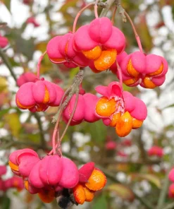 25 European Spindle Tree Seeds - Euonymus Europaeus Pink Orange Shrub Seeds - Image 3