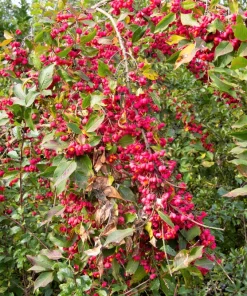 25 European Spindle Tree Seeds - Euonymus Europaeus Pink Orange Shrub Seeds - Image 4