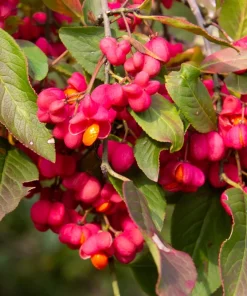 25 European Spindle Tree Seeds - Euonymus Europaeus Pink Orange Shrub Seeds - Image 5