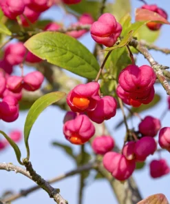 25 European Spindle Tree Seeds - Euonymus Europaeus Pink Orange Shrub Seeds - Image 6