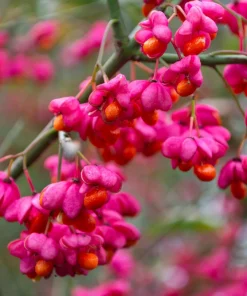 25 European Spindle Tree Seeds - Euonymus Europaeus Pink Orange Shrub Seeds - Image 7