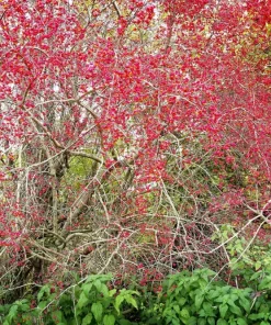 25 European Spindle Tree Seeds - Euonymus Europaeus Pink Orange Shrub Seeds - Image 8