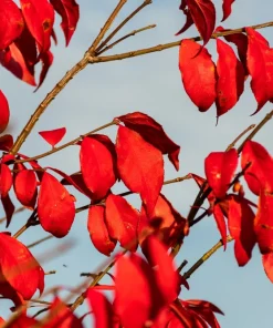 25 European Spindle Tree Seeds - Euonymus Europaeus Pink Orange Shrub Seeds - Image 9