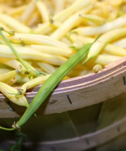 25 Goldrush Green Bean Seeds - Bright Yellow Wax Bean Phaseolus Vulgaris - Image 2