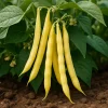 25 Goldrush Green Bean Seeds - Bright Yellow Wax Bean Phaseolus Vulgaris - Image 1