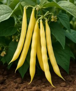 25 Goldrush Green Bean Seeds - Bright Yellow Wax Bean Phaseolus Vulgaris - Image 1