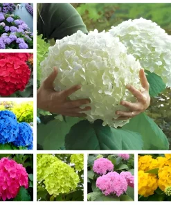 25 Hydrangea Seeds - Easy Grow Flower Seeds for Garden & Landscape - Image 3