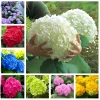 25 Hydrangea Seeds - Easy Grow Flower Seeds for Garden & Landscape - Image 1
