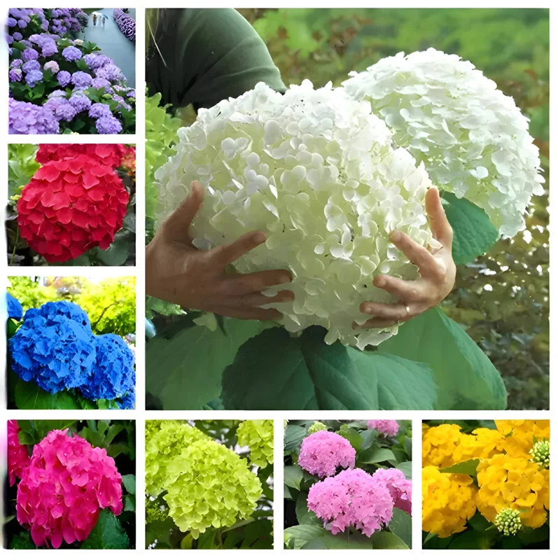 25 Hydrangea Seeds - Easy Grow Flower Seeds for Garden & Landscape - Image 1