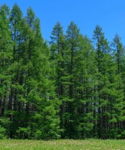 25 Japanese Larch Tree Seeds - Larix Kaempferi Conifer Bonsai - Image 2
