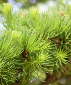 25 Japanese Larch Tree Seeds - Larix Kaempferi Conifer Bonsai - Image 3
