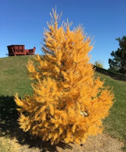 25 Japanese Larch Tree Seeds - Larix Kaempferi Conifer Bonsai - Image 4