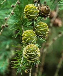 25 Japanese Larch Tree Seeds - Larix Kaempferi Conifer Bonsai - Image 5