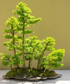 25 Japanese Larch Tree Seeds - Larix Kaempferi Conifer Bonsai - Image 6