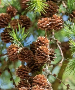 25 Japanese Larch Tree Seeds - Larix Kaempferi Conifer Bonsai - Image 7