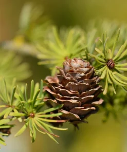 25 Japanese Larch Tree Seeds - Larix Kaempferi Conifer Bonsai - Image 8