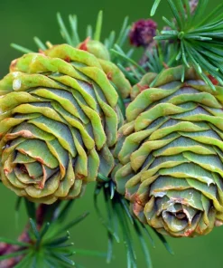 25 Japanese Larch Tree Seeds - Larix Kaempferi Conifer Bonsai - Image 9