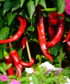 25 Jimmy Nardello Pepper Seeds - Sweet Red Italian Frying Pepper - Image 4