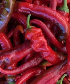 25 Jimmy Nardello Pepper Seeds - Sweet Red Italian Frying Pepper - Image 5