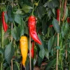 25 Jimmy Nardello Pepper Seeds - Sweet Red Italian Frying Pepper - Image 1