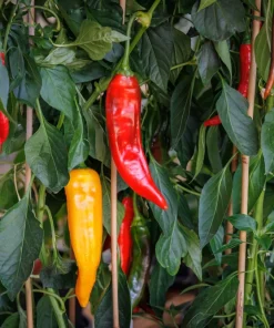 25 Jimmy Nardello Pepper Seeds - Sweet Red Italian Frying Pepper - Image 1