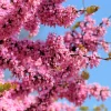 25 Judas Tree European Redbud Seeds - Cercis Siliquastrum Pink Purple Flower - Image 1