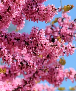 25 Judas Tree European Redbud Seeds - Cercis Siliquastrum Pink Purple Flower - Image 1