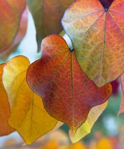 25 Judas Tree European Redbud Seeds - Cercis Siliquastrum Pink Purple Flower - Image 2