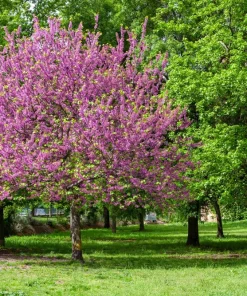 25 Judas Tree European Redbud Seeds - Cercis Siliquastrum Pink Purple Flower - Image 3