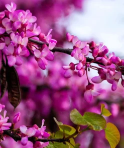 25 Judas Tree European Redbud Seeds - Cercis Siliquastrum Pink Purple Flower - Image 4