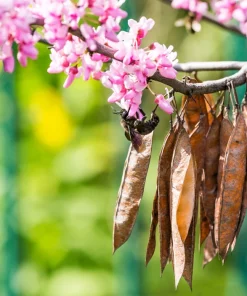 25 Judas Tree European Redbud Seeds - Cercis Siliquastrum Pink Purple Flower - Image 5