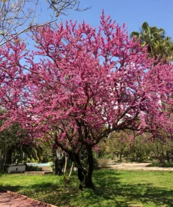 25 Judas Tree European Redbud Seeds - Cercis Siliquastrum Pink Purple Flower - Image 6
