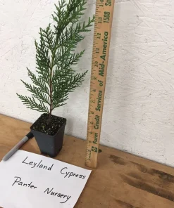 25 Leyland Cypress Trees Live Plants - 6-12" Tall, 2.5" Pot, Hardy Zone 3-10 - Image 2