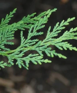 25 Leyland Cypress Trees Live Plants - 6-12