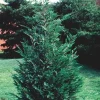 25 Leyland Cypress Trees Live Plants - 6-12" Tall, 2.5" Pot, Hardy Zone 3-10 - Image 1