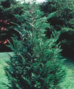 25 Leyland Cypress Trees Live Plants - 6-12
