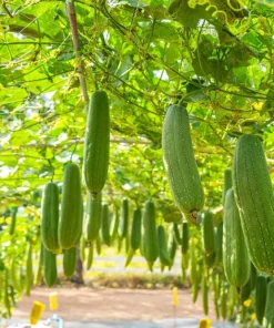 25 Luffa Sponge Gourd Seeds - Loofah Cylindrica Vine Seeds - Image 3