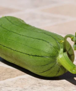 25 Luffa Sponge Gourd Seeds - Loofah Cylindrica Vine Seeds - Image 4