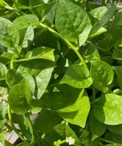 25+ Malabar Spinach Seeds - Mong Toi Ceylon Vine Spinach - GMO-Free Perennial - Image 2