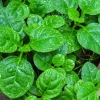 25+ Malabar Spinach Seeds - Mong Toi Ceylon Vine Spinach - GMO-Free Perennial - Image 1