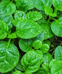 25+ Malabar Spinach Seeds - Mong Toi Ceylon Vine Spinach - GMO-Free Perennial - Image 1