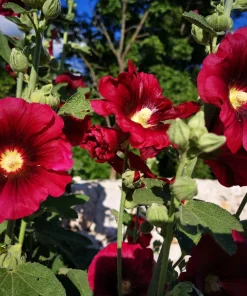 25 Maroon Red Hollyhock Alcea Rosea Flower Seeds Perennial Outdoor - Image 2