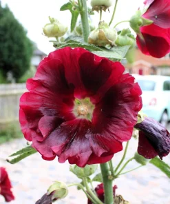 25 Maroon Red Hollyhock Alcea Rosea Flower Seeds Perennial Outdoor - Image 3