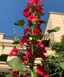 25 Maroon Red Hollyhock Alcea Rosea Flower Seeds Perennial Outdoor - Image 4
