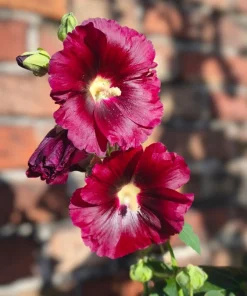 25 Maroon Red Hollyhock Alcea Rosea Flower Seeds Perennial Outdoor - Image 5