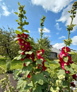 25 Maroon Red Hollyhock Alcea Rosea Flower Seeds Perennial Outdoor - Image 6