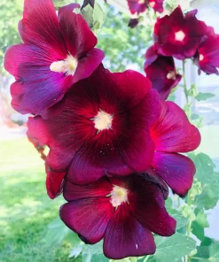 25 Maroon Red Hollyhock Alcea Rosea Flower Seeds Perennial Outdoor - Image 7