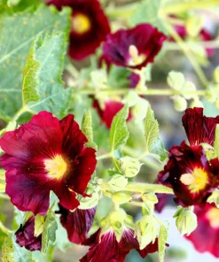 25 Maroon Red Hollyhock Alcea Rosea Flower Seeds Perennial Outdoor - Image 8